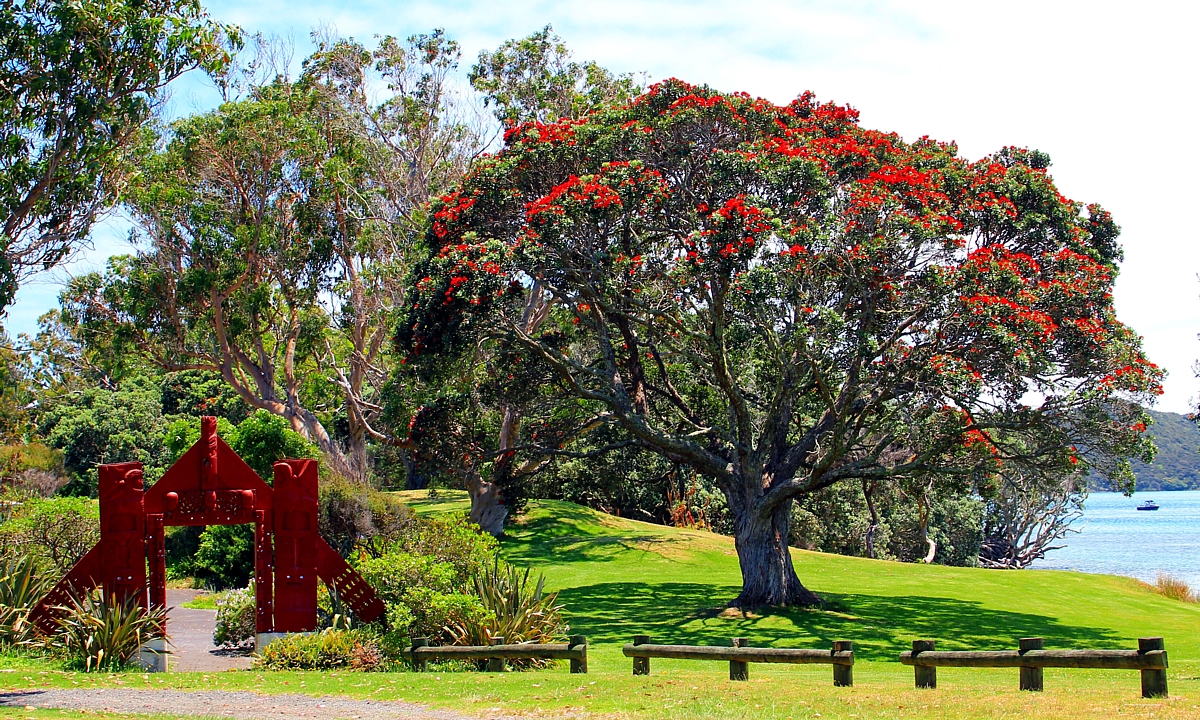 houhora pohutukawa houhora pohutukawa